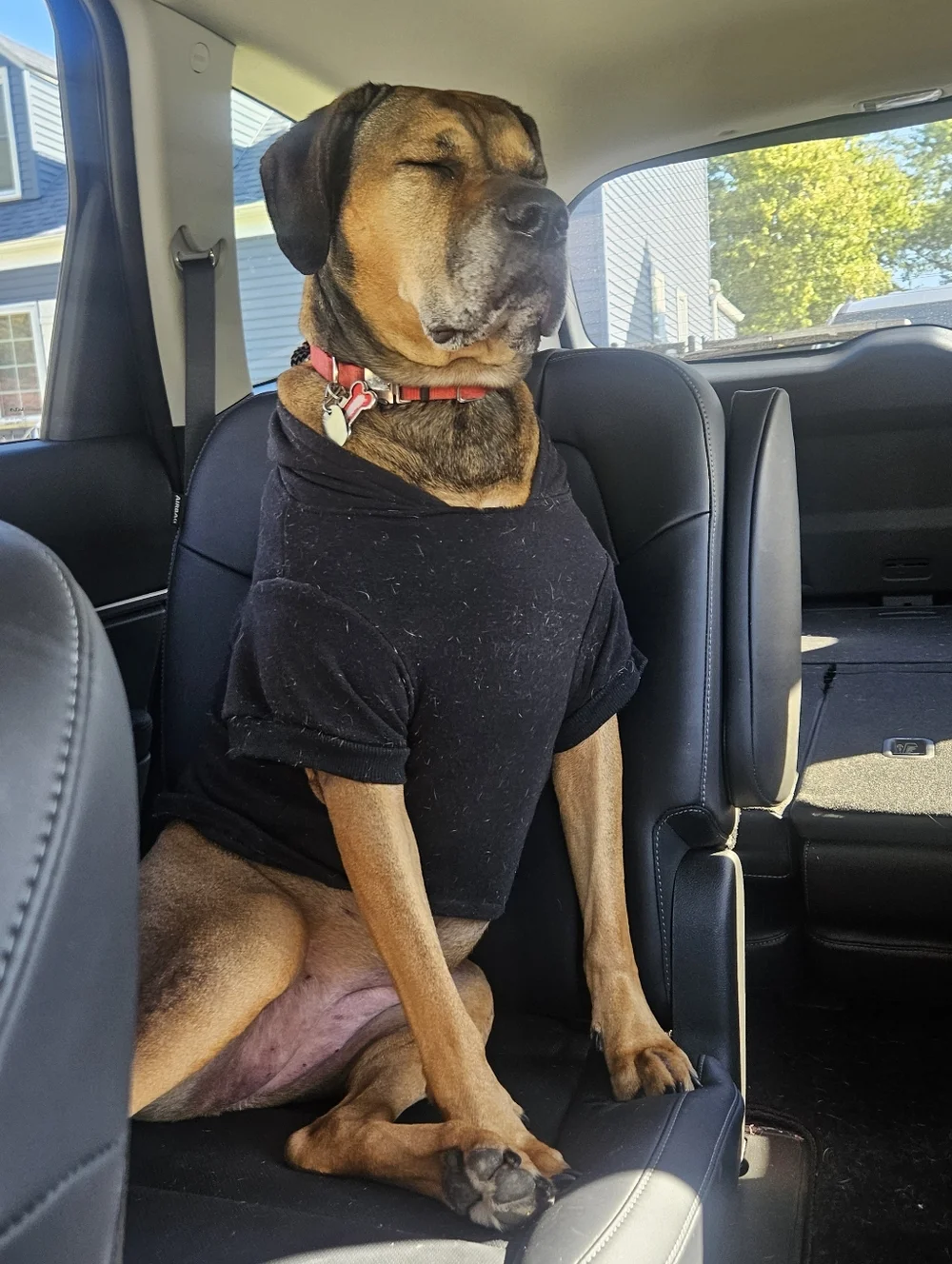 Pet Halloween Hoodie - Black 